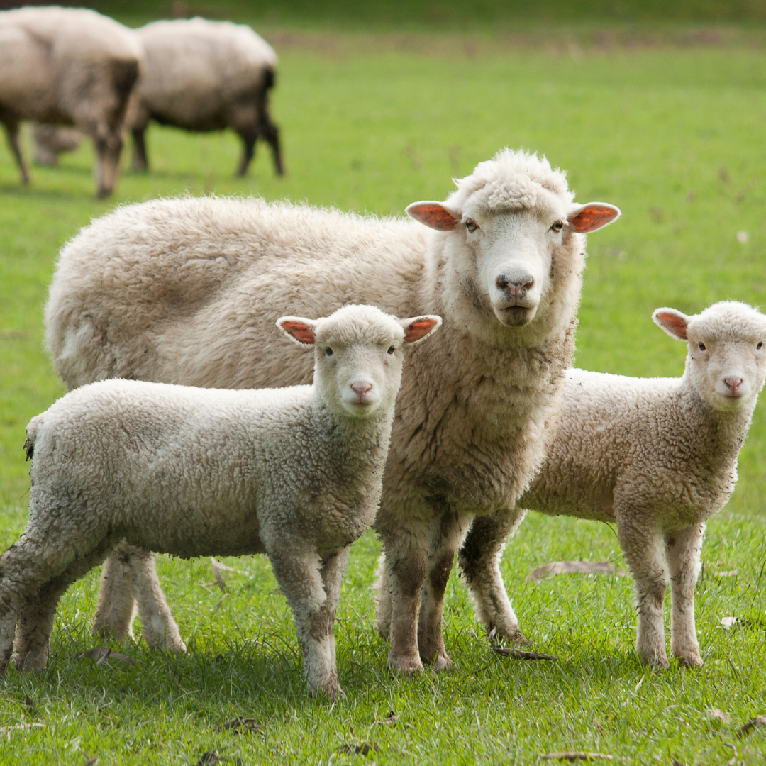 Why wool? The Natural Sustainability of Wool
