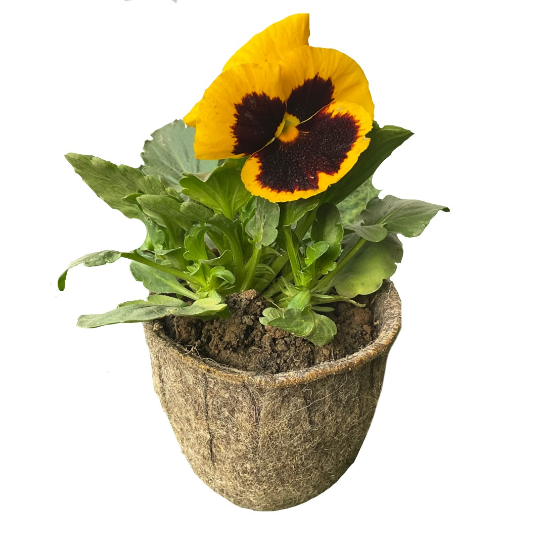 Seeding Pot  Set of 12